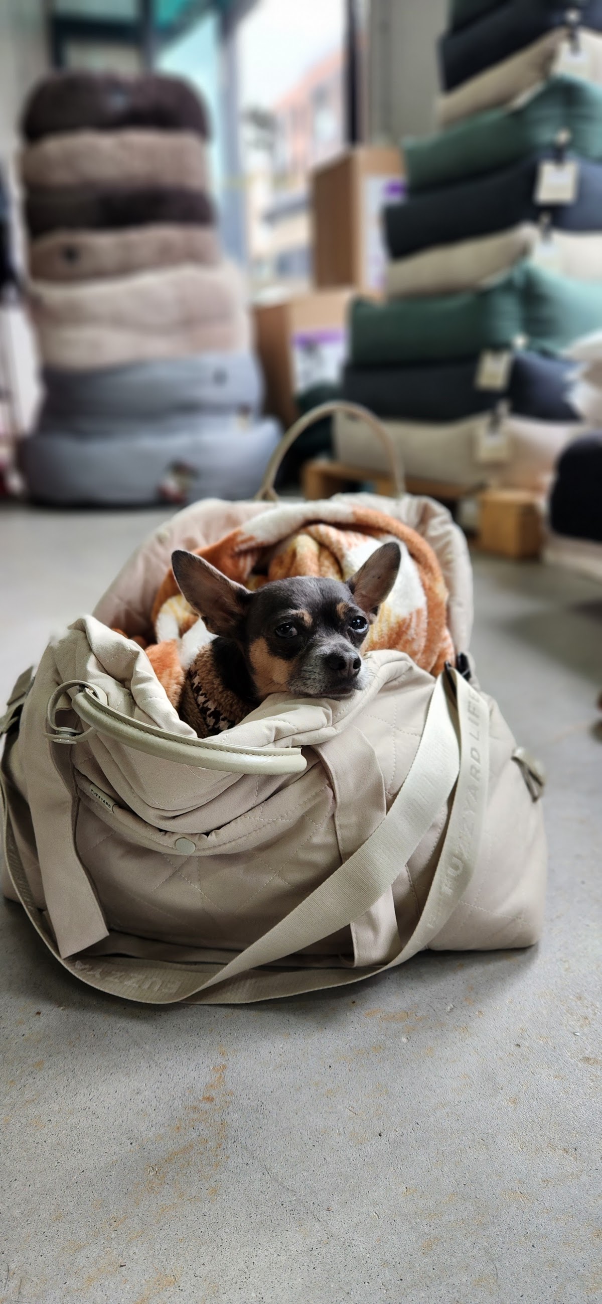 Yorkshire Terrier in a cozy bed at a pet grooming salon.