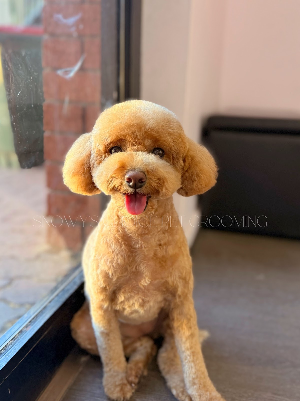 Snowy's Choice Pet Grooming