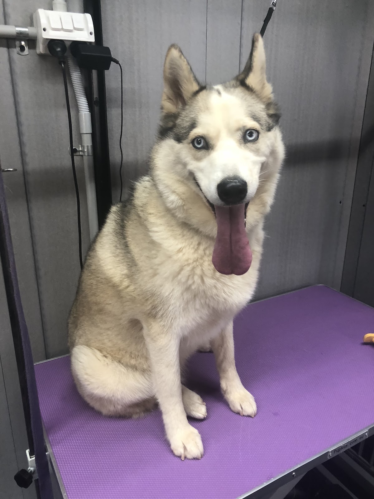 Blue-eyed husky on purple grooming table, likely undergoing bath and dry service.