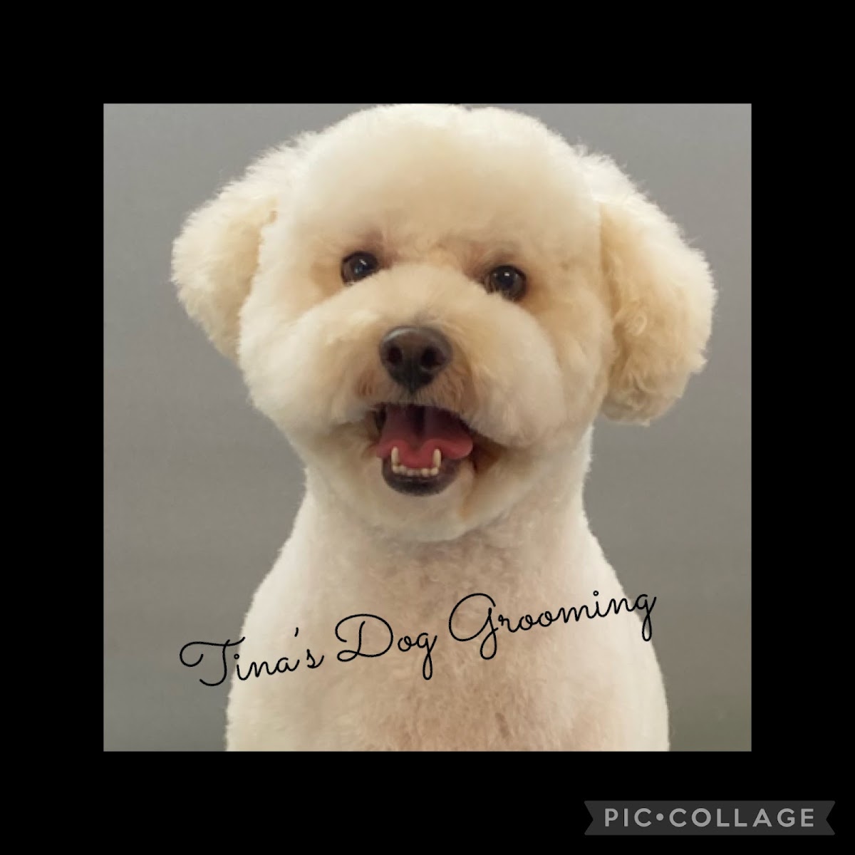 TINA’S DOG GROOMING