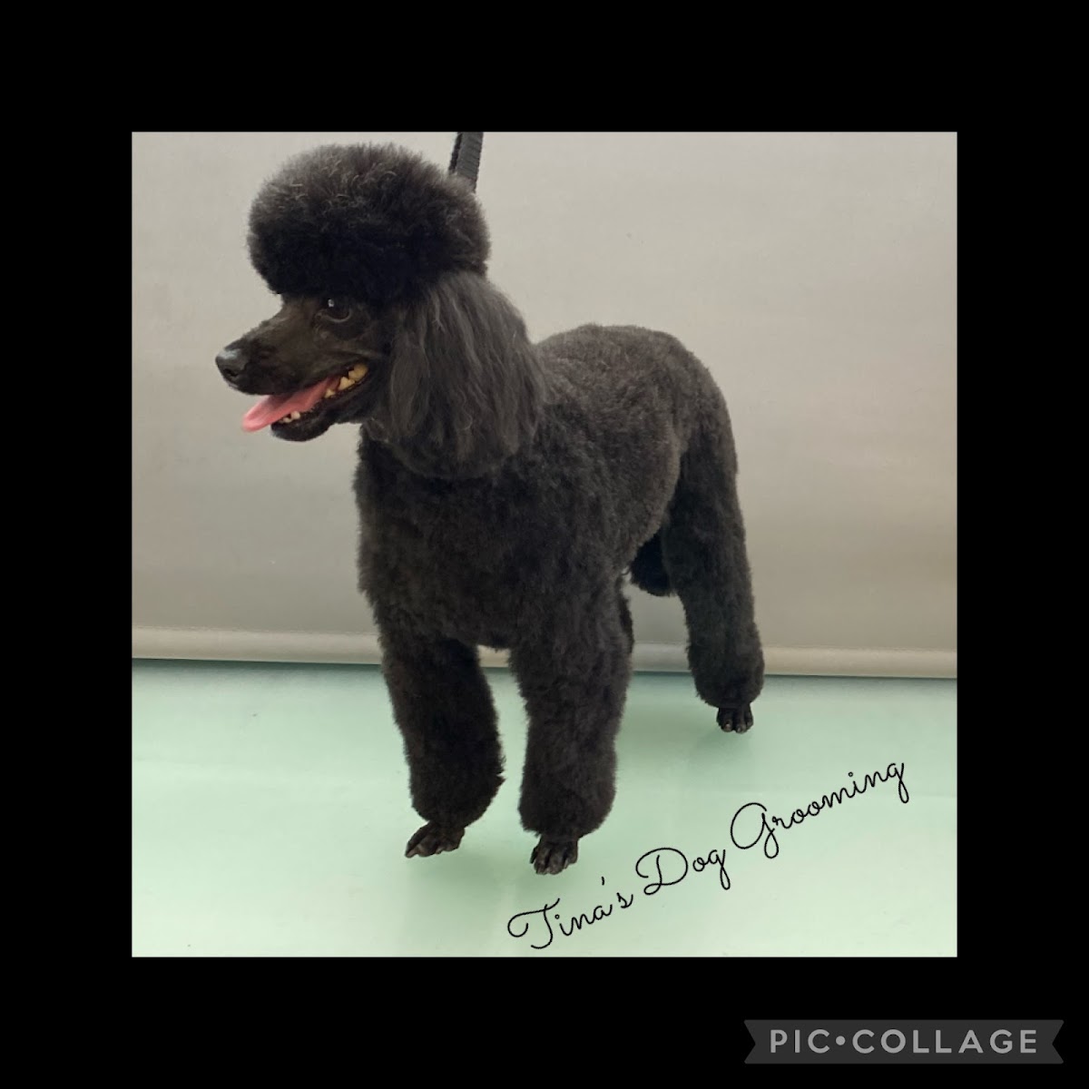 Black poodle with teddy bear cut standing on grooming table at salon.