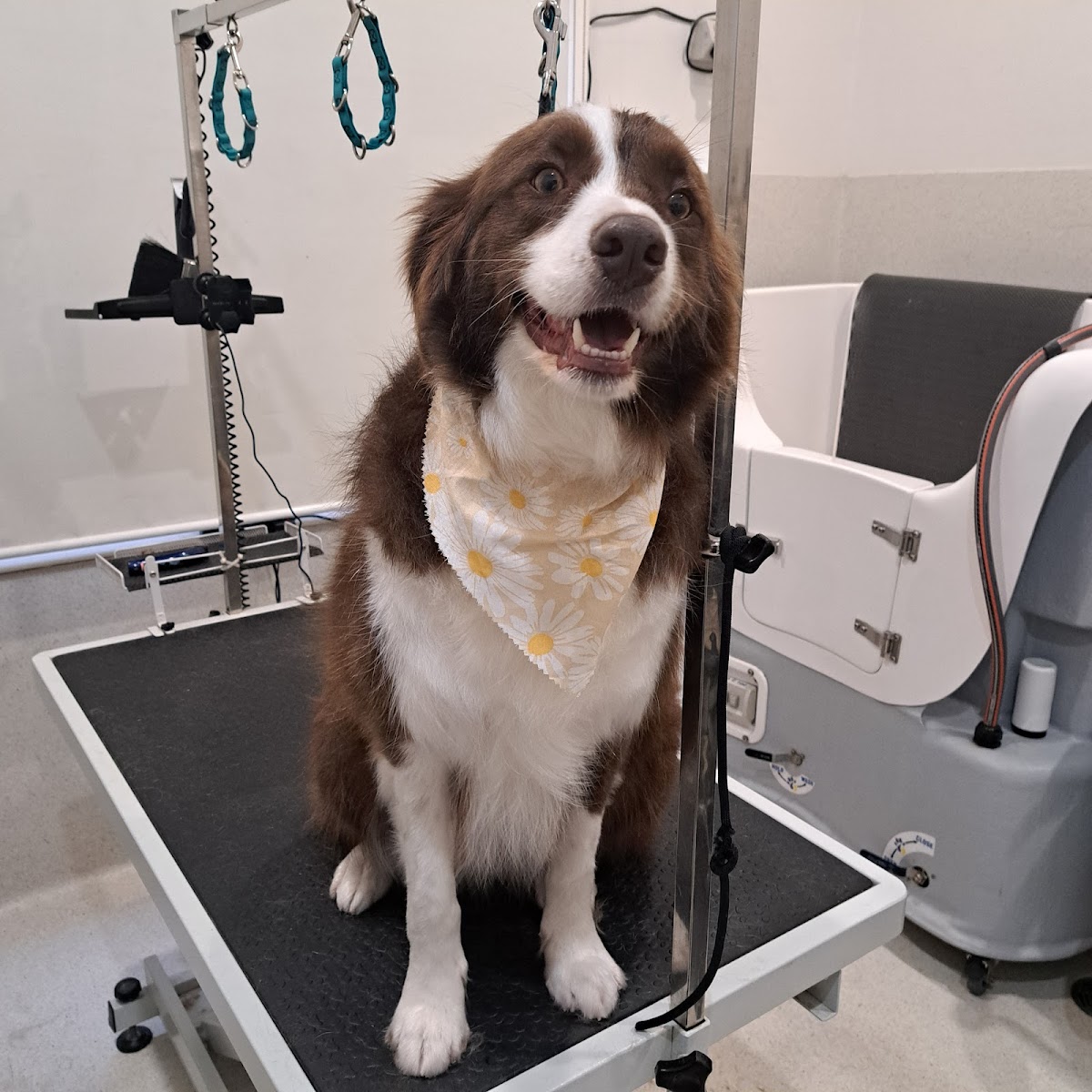 Border Collie with a daisy scarf on grooming table, ready for a groom.