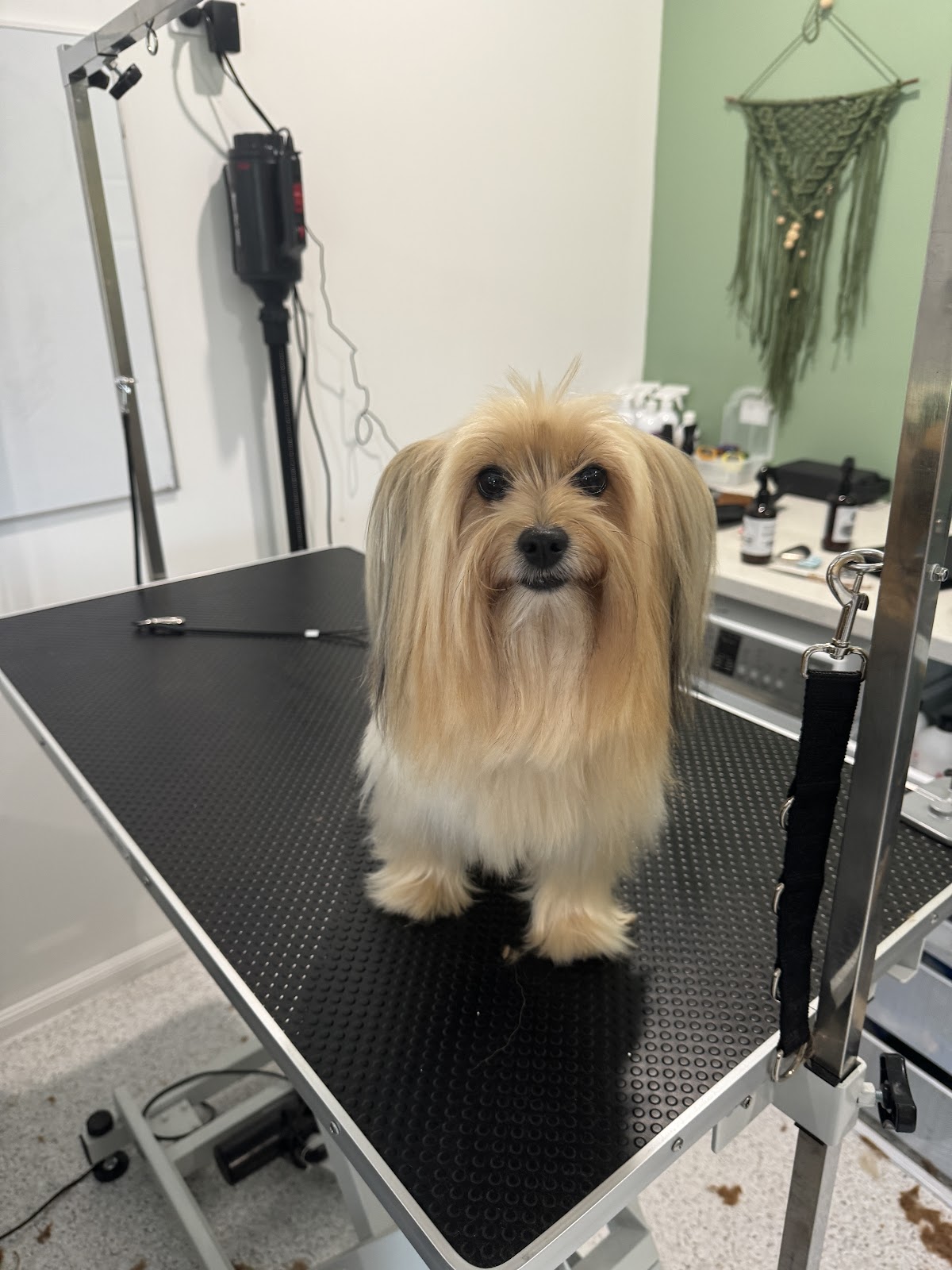Tan Yorkshire Terrier sitting on grooming table at salon, ready for a bath and dry.