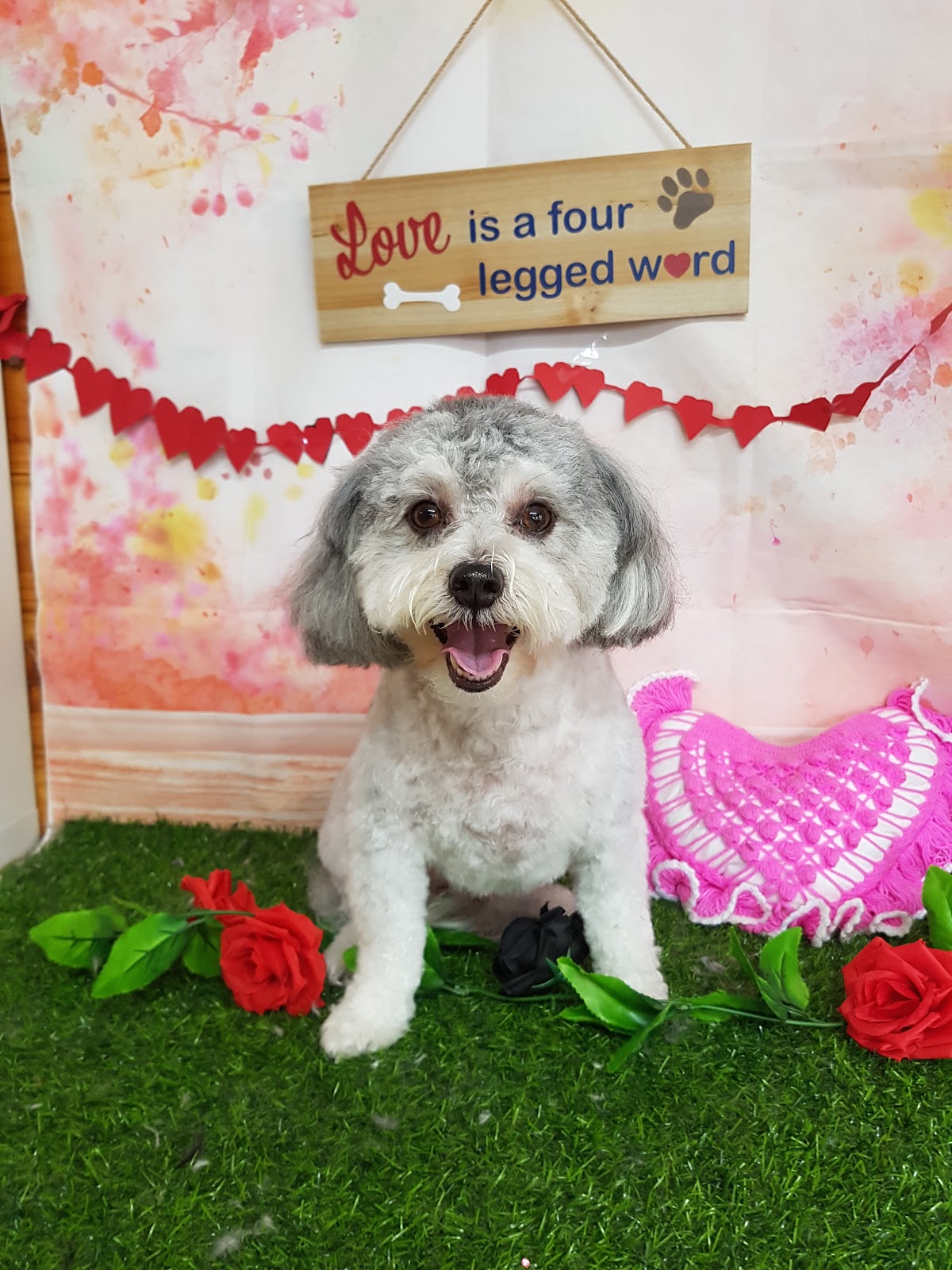 Tender Loving Care Dog Grooming