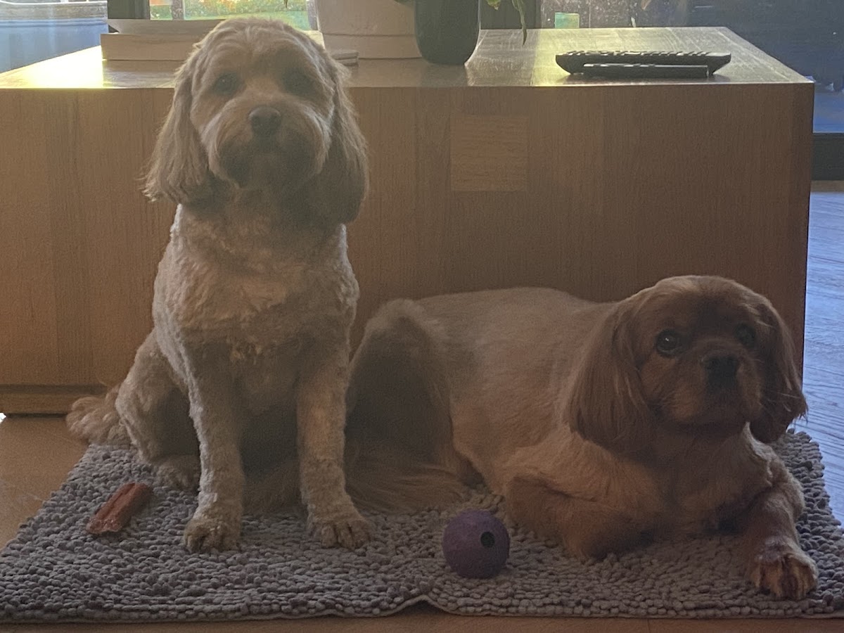 Two dogs, a Cavoodle and Cavalier King Charles Spaniel, relaxing on a rug.