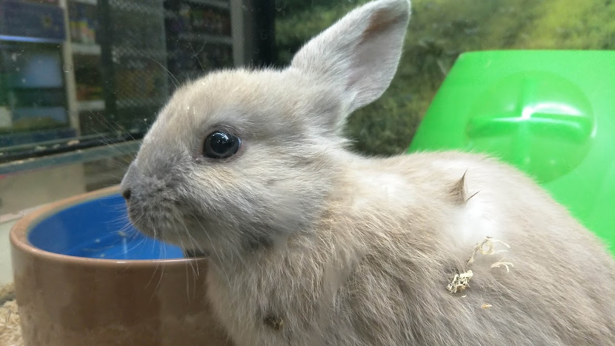 Close-up of a rabbit with brown fur near a blue bowl.