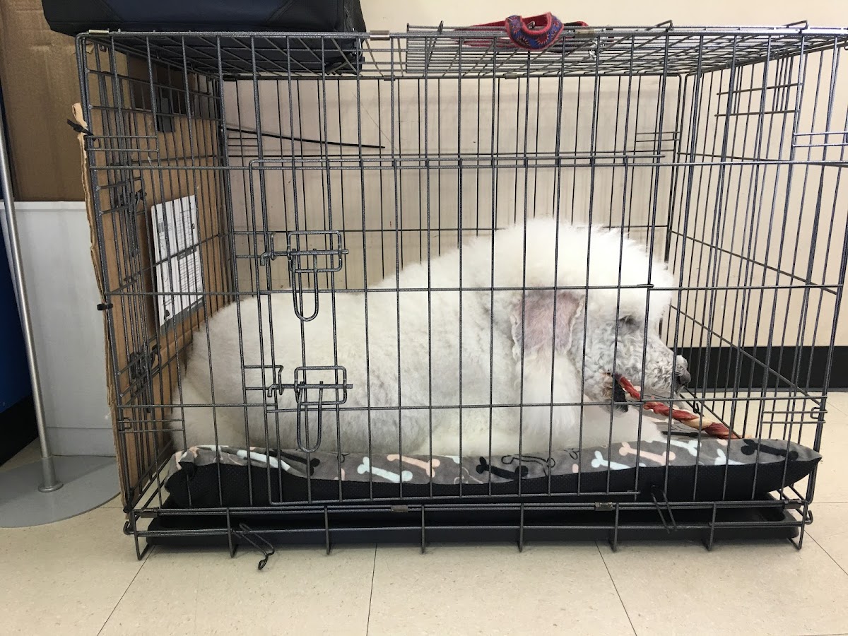 White dog in kennel at grooming salon. Appears relaxed and comfortable with a toy.