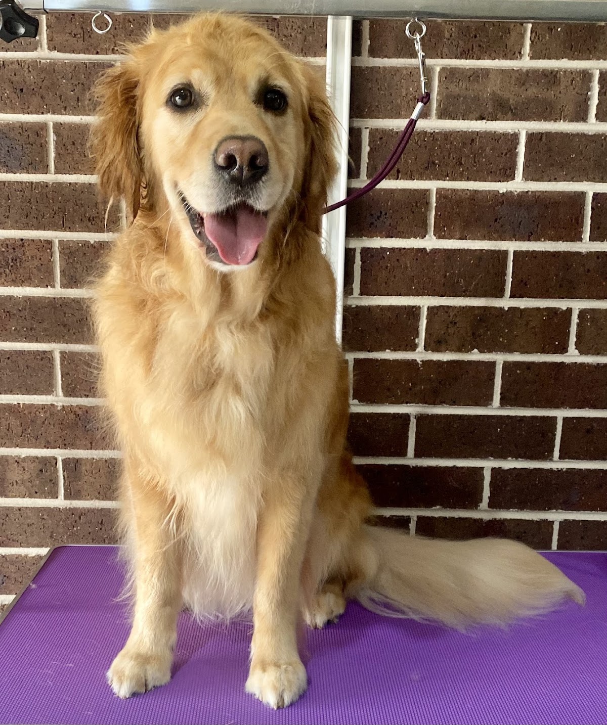 Golden Retriever sitting on purple grooming table, smiling at camera. Salon setting.