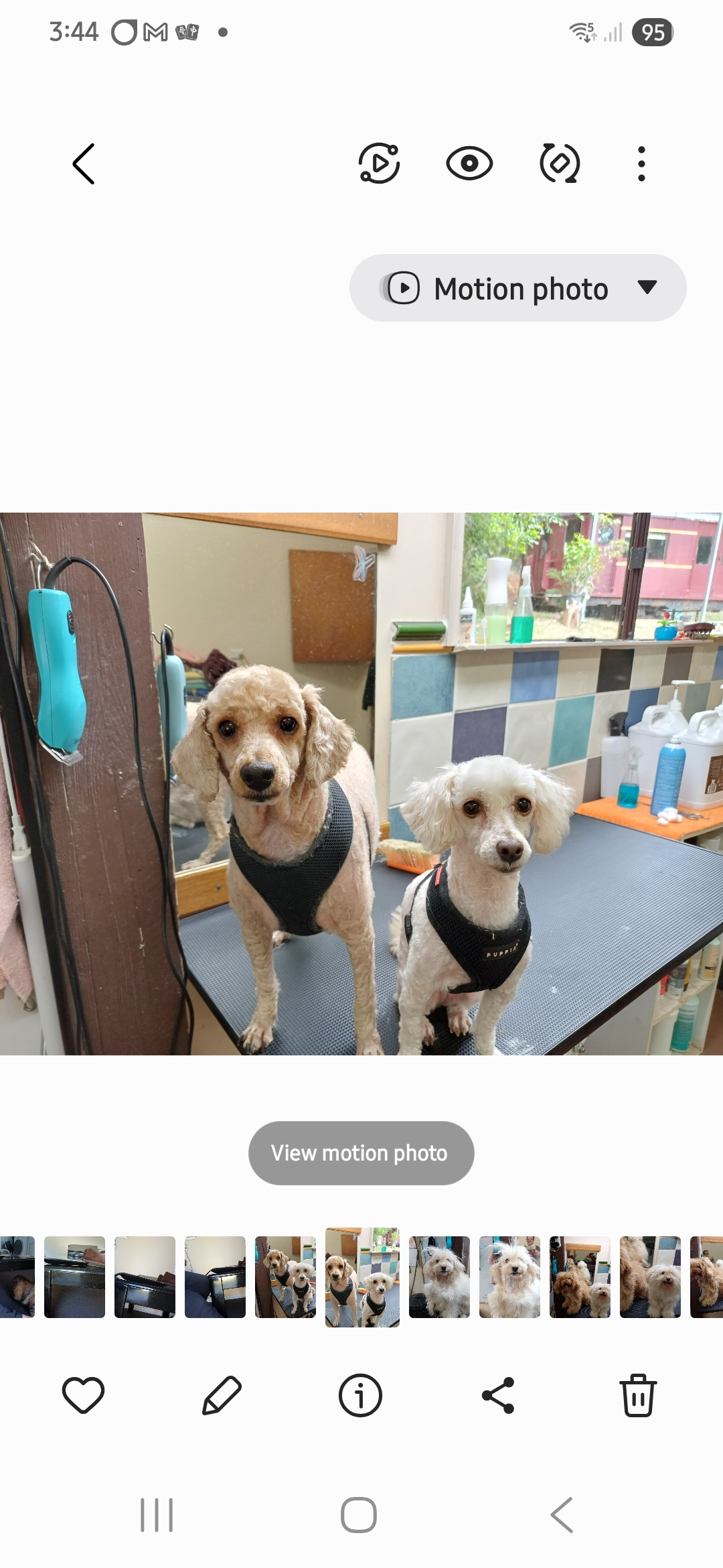 Professional Dog Grooming pet grooming salon - Photo 6