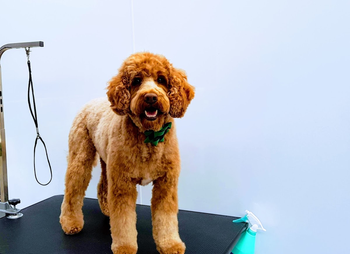 Golden Groodle with teddy bear cut standing on grooming table at salon.