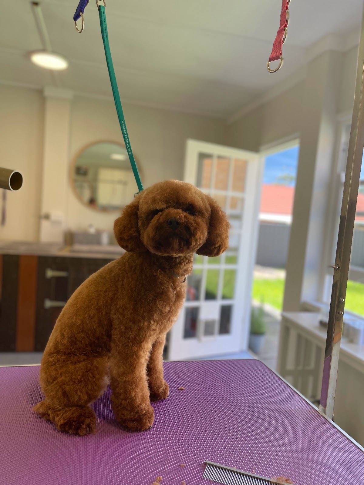 Small brown poodle on grooming table in salon, ready for a teddy bear cut.