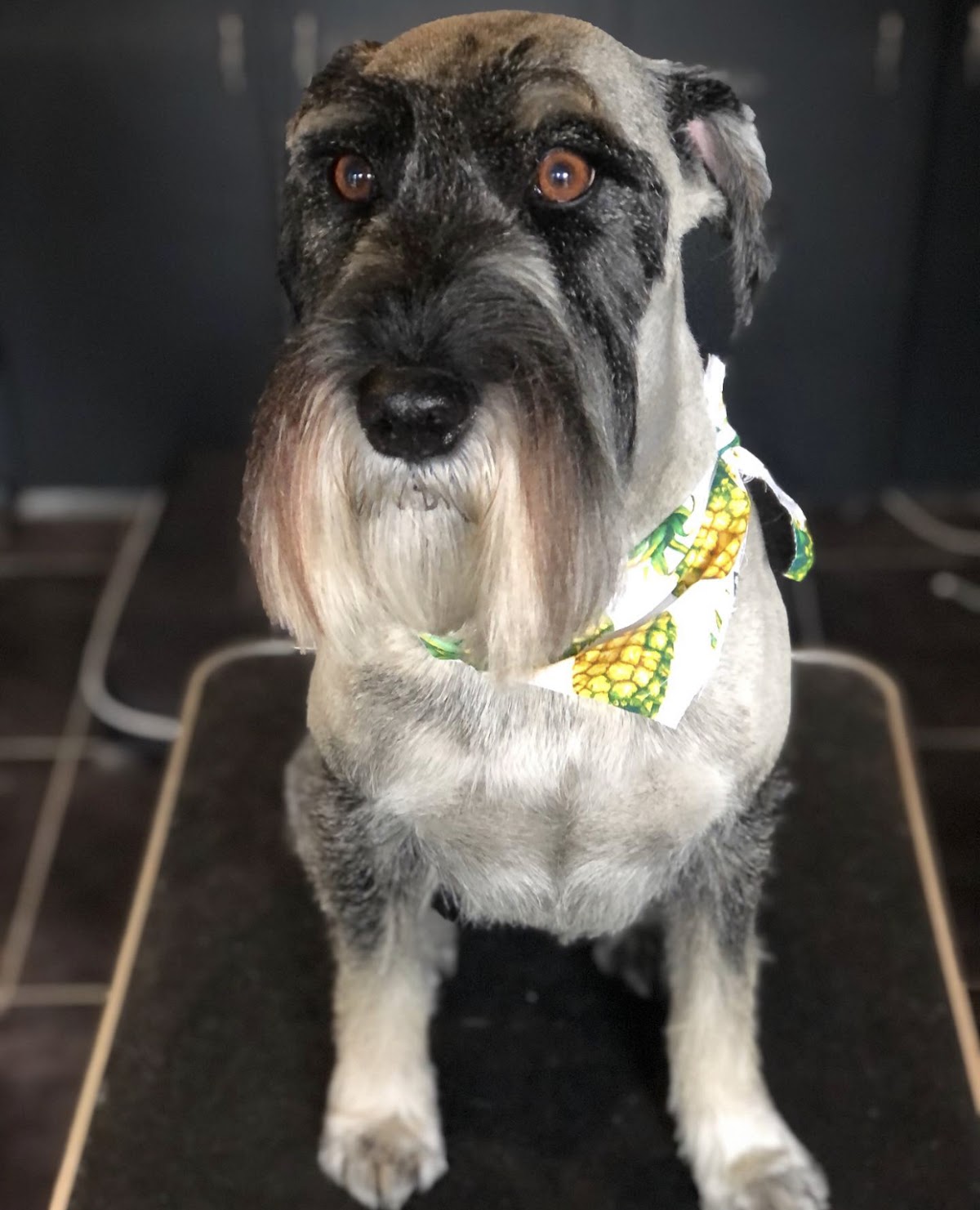 Grey schnauzer with a pineapple patterned bandana on grooming table, ready for its next appointment.