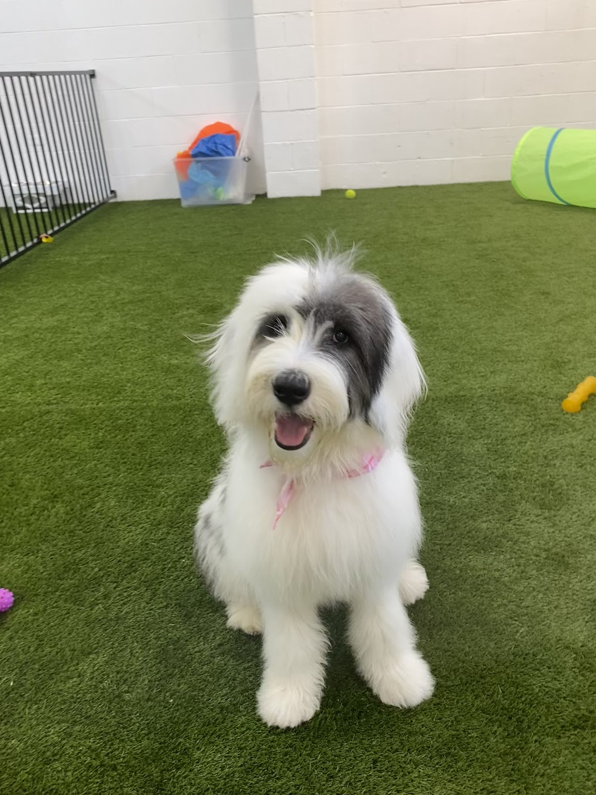 Smiling Groodle sitting on artificial turf in a dog daycare facility.