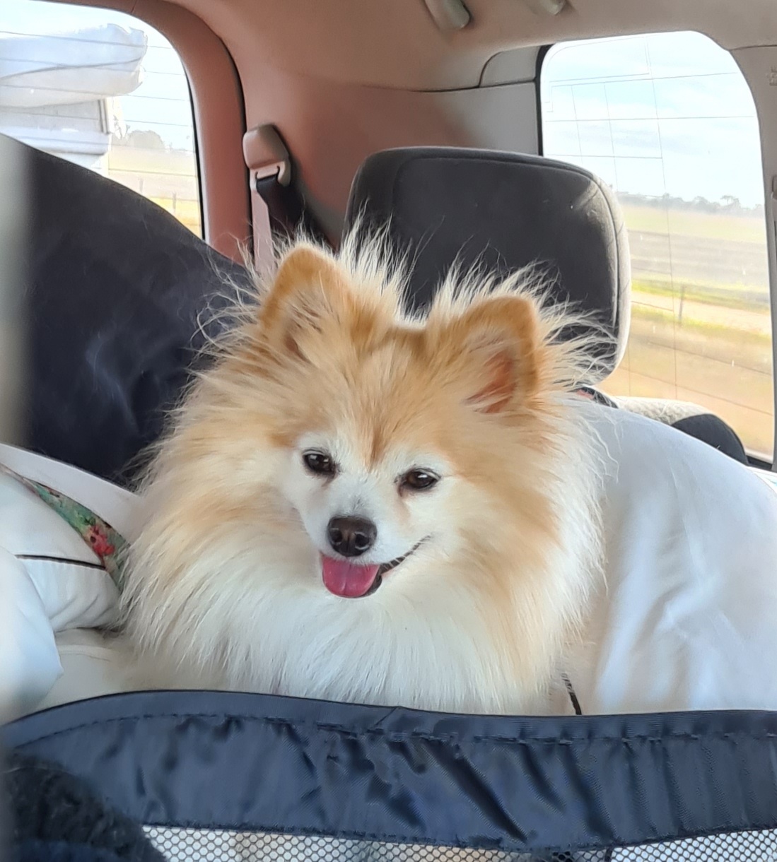 Purrrfection Grooming and Dog Daycare pet grooming salon - Photo 6