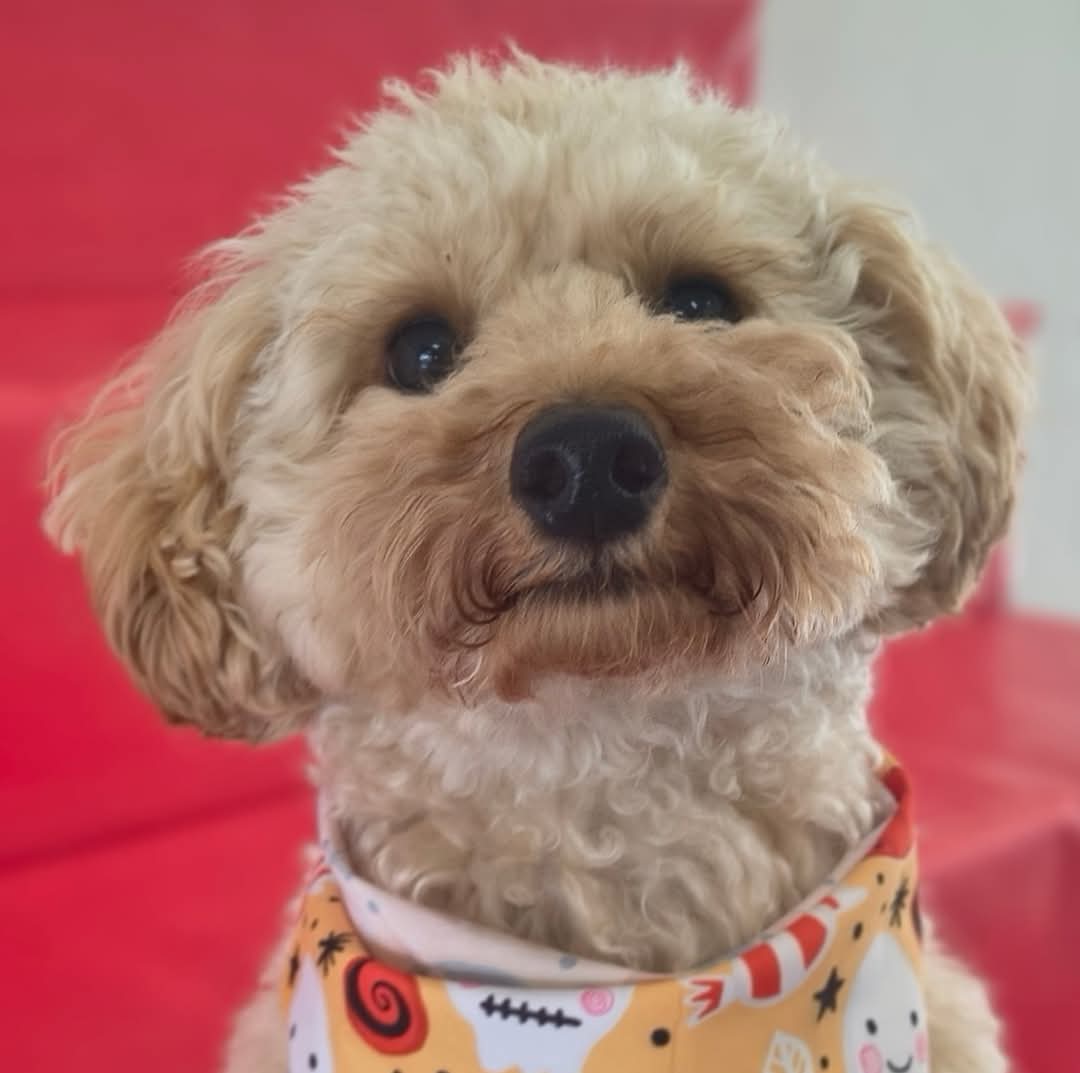 Cute Cavoodle portrait with a playful collar, showcasing its adorable face.