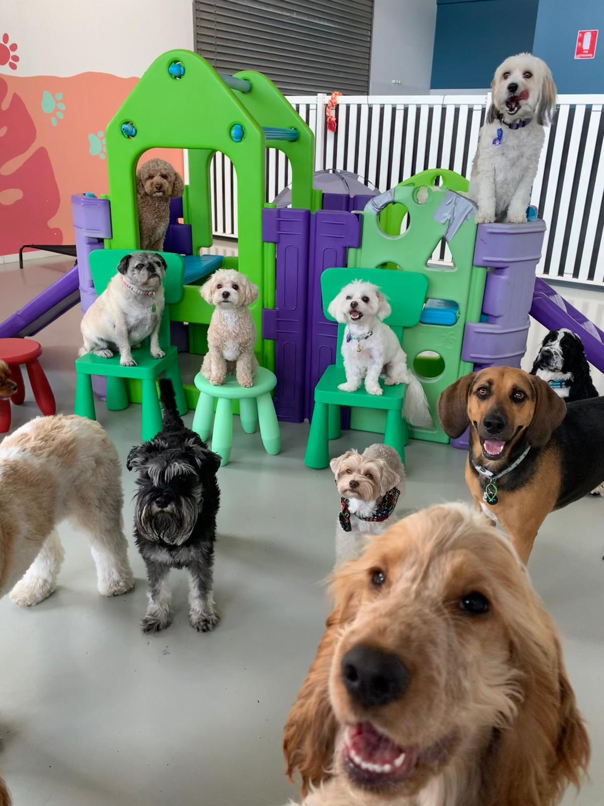 Buddy Boo Doggy Daycare