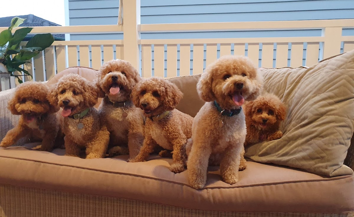 Six poodles with teddy bear cut sitting on a couch, likely after grooming.