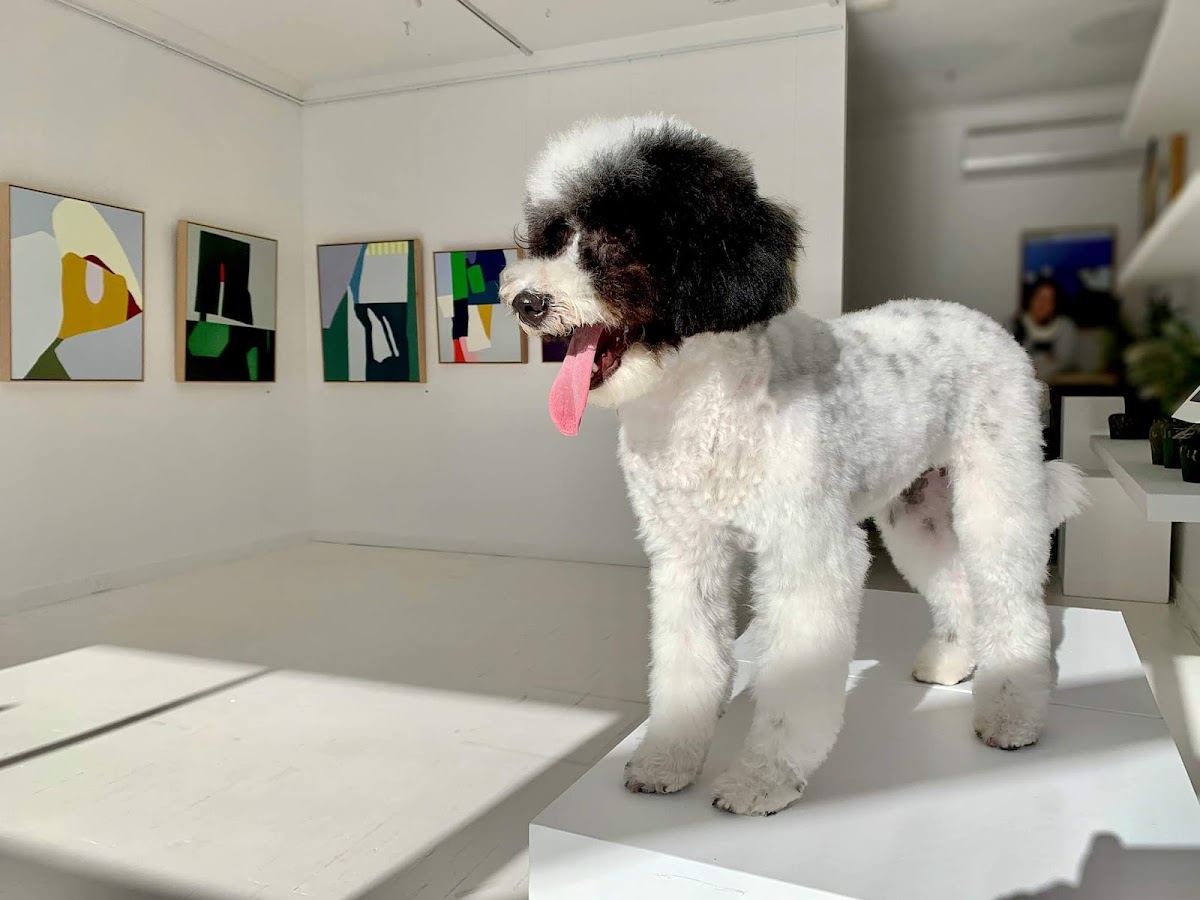 Northern Beaches Pet Salon