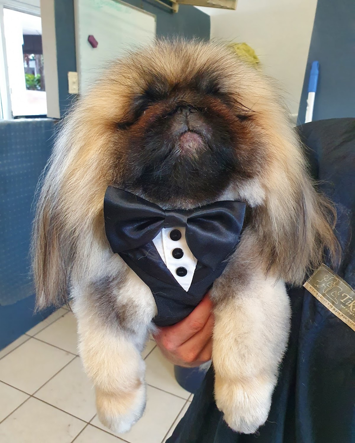 Shih Tzu with tuxedo bow tie, likely groomed for a special occasion.