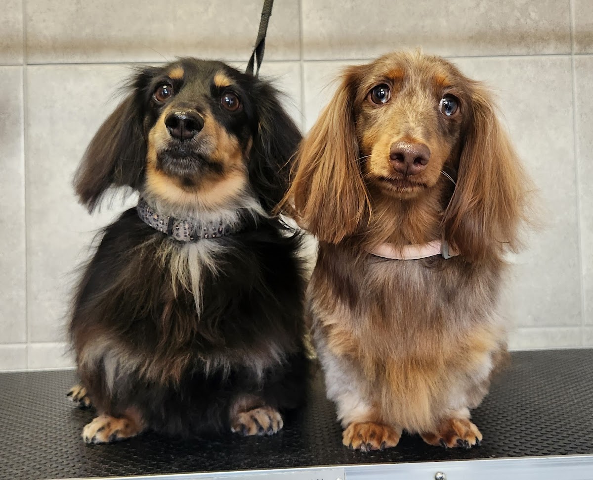 Two dachshunds sitting on a grooming table, likely after a bath and dry session.