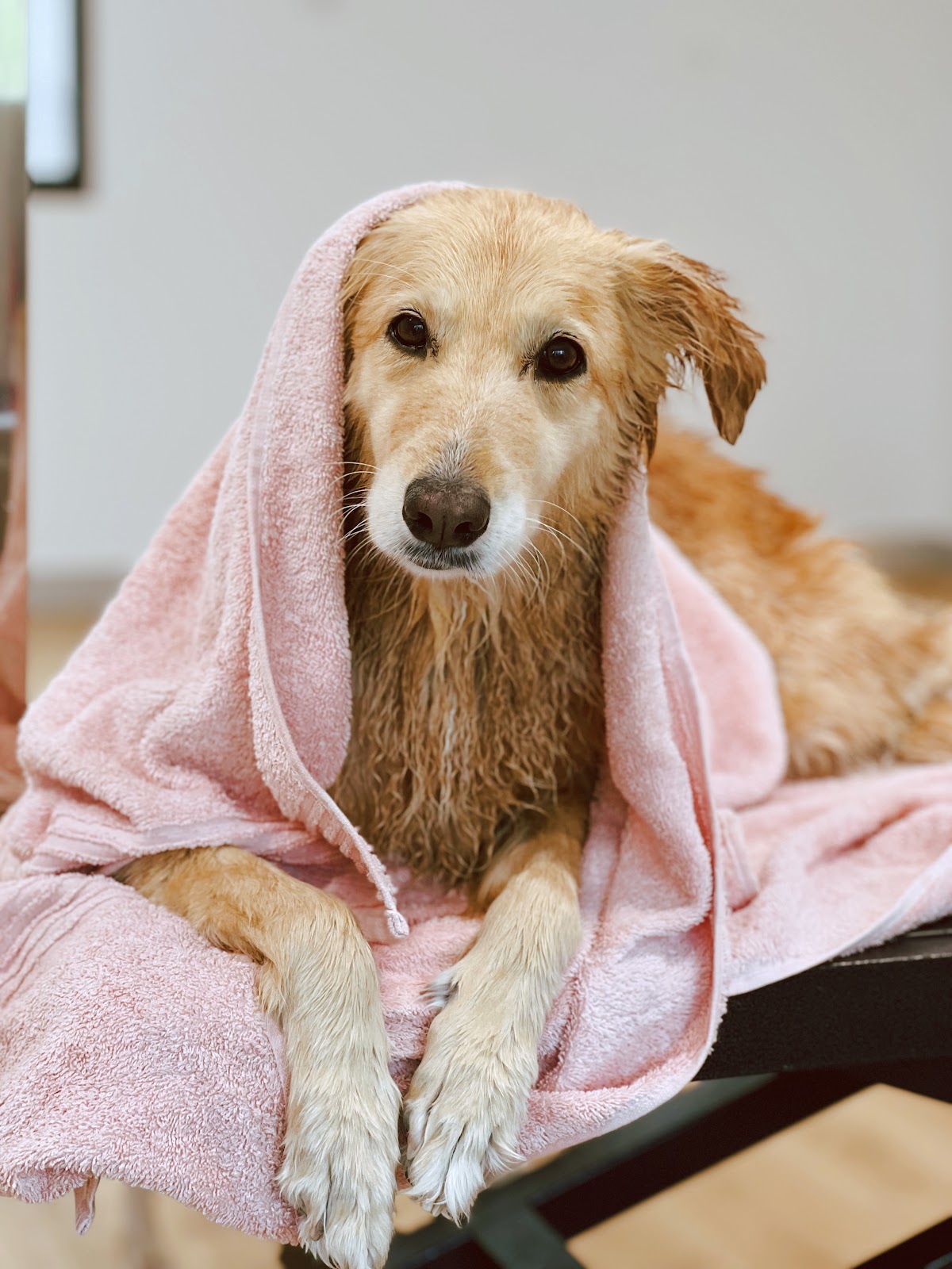 Golden Retriever wrapped in a pink towel after bath at grooming salon.