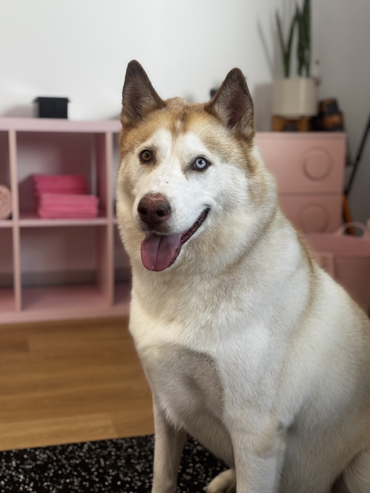 Blue-eyed husky with a happy expression, likely recently groomed.