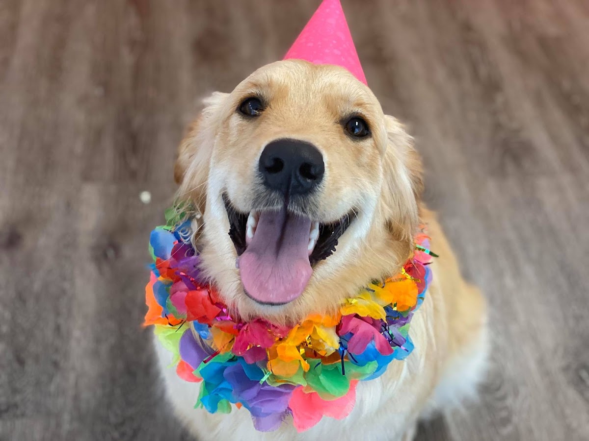 Golden Retriever with party hat and lei, smiling for a fun portrait.