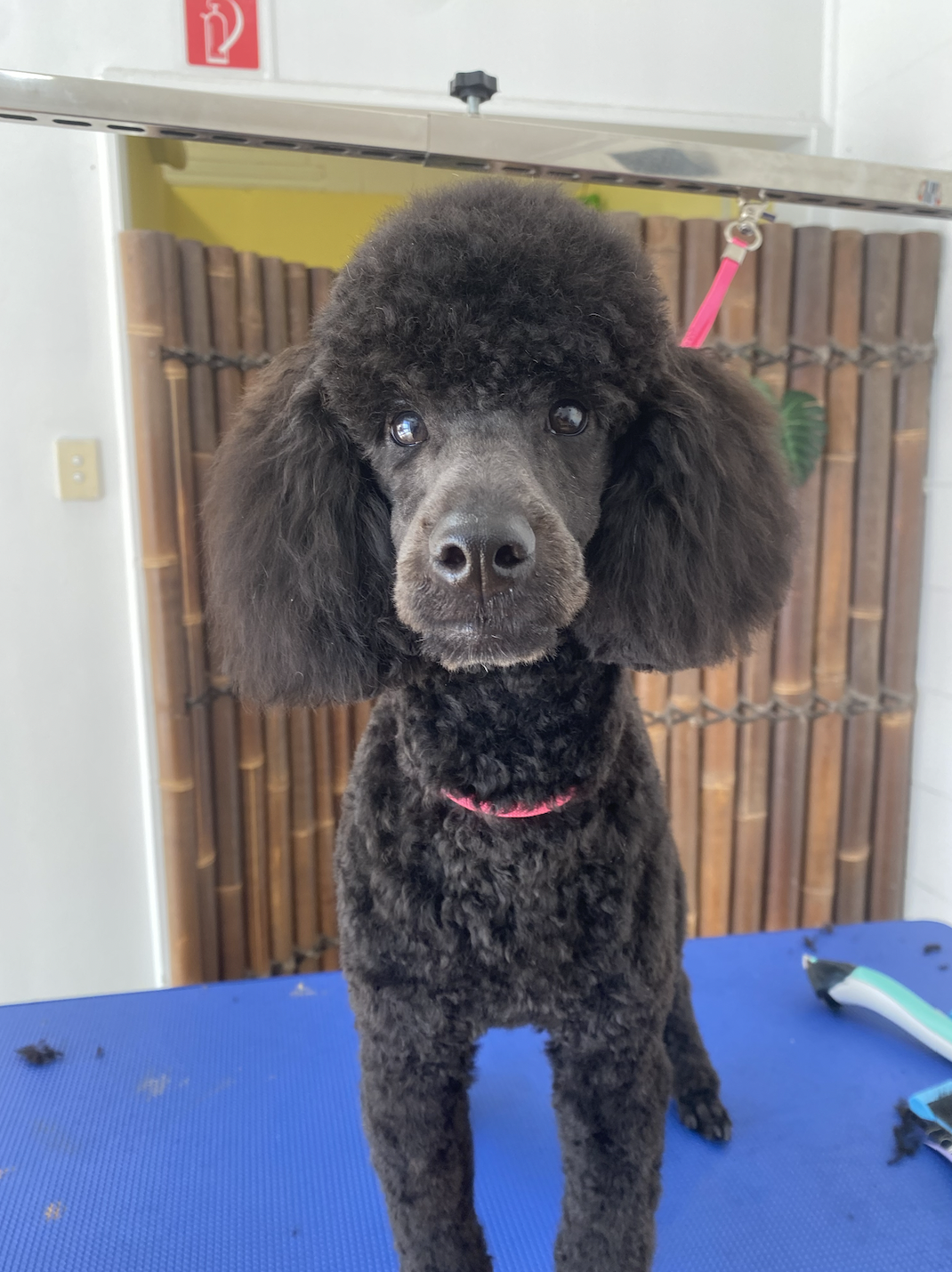 Black poodle with full groom on a blue table at salon.