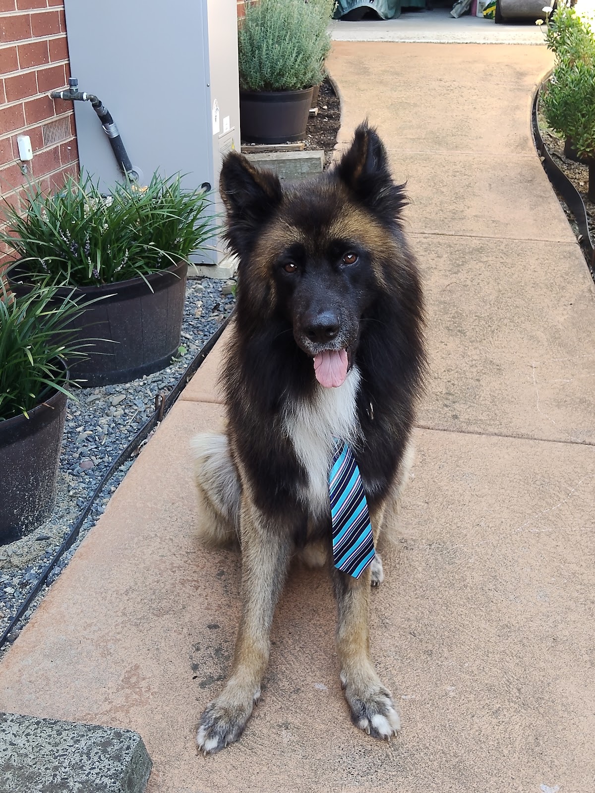 Triple Tail Grooming pet grooming salon - Photo 5