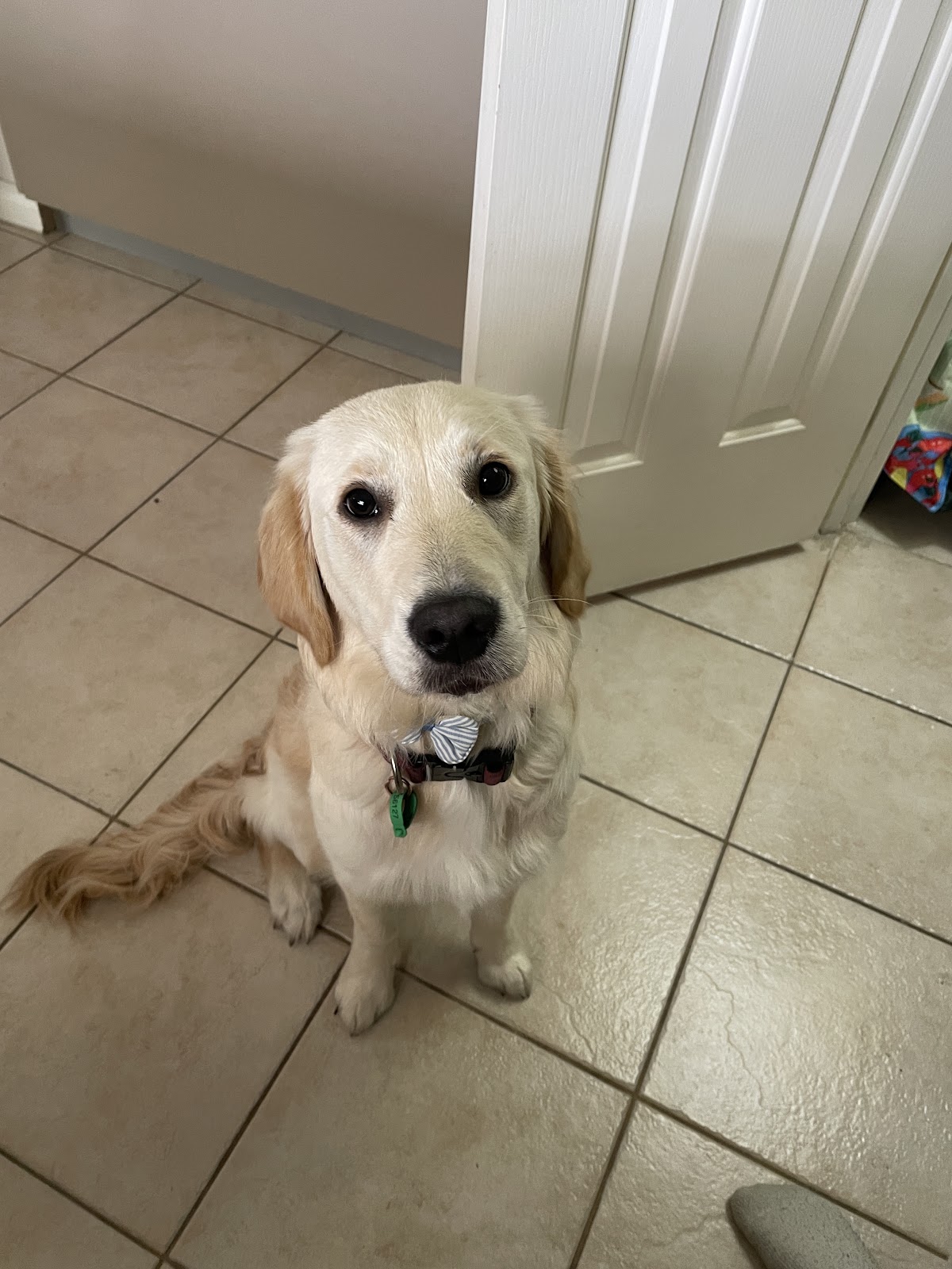 Triple Tail Grooming pet grooming salon - Photo 8