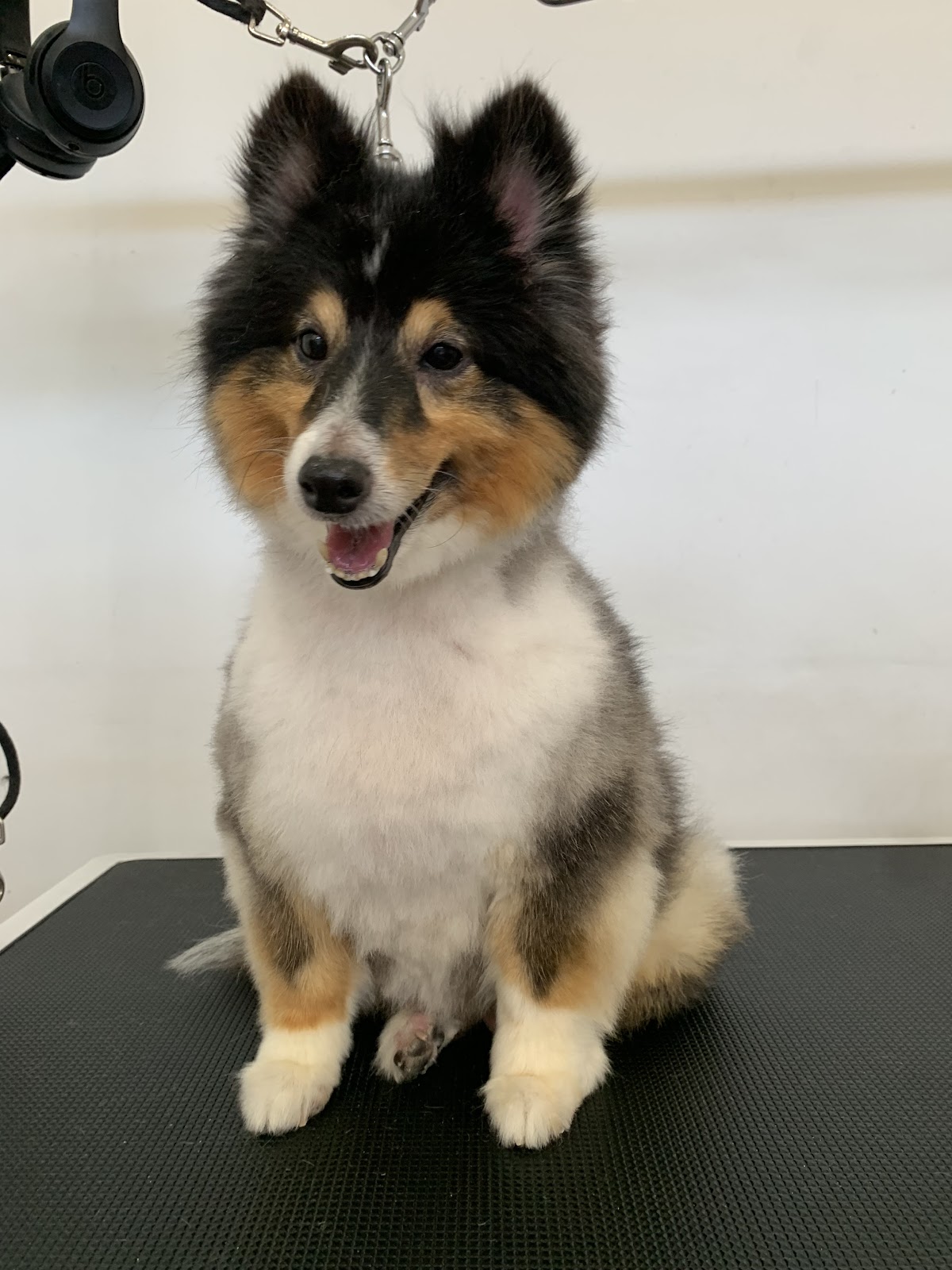 Samurai Splash Dog Grooming