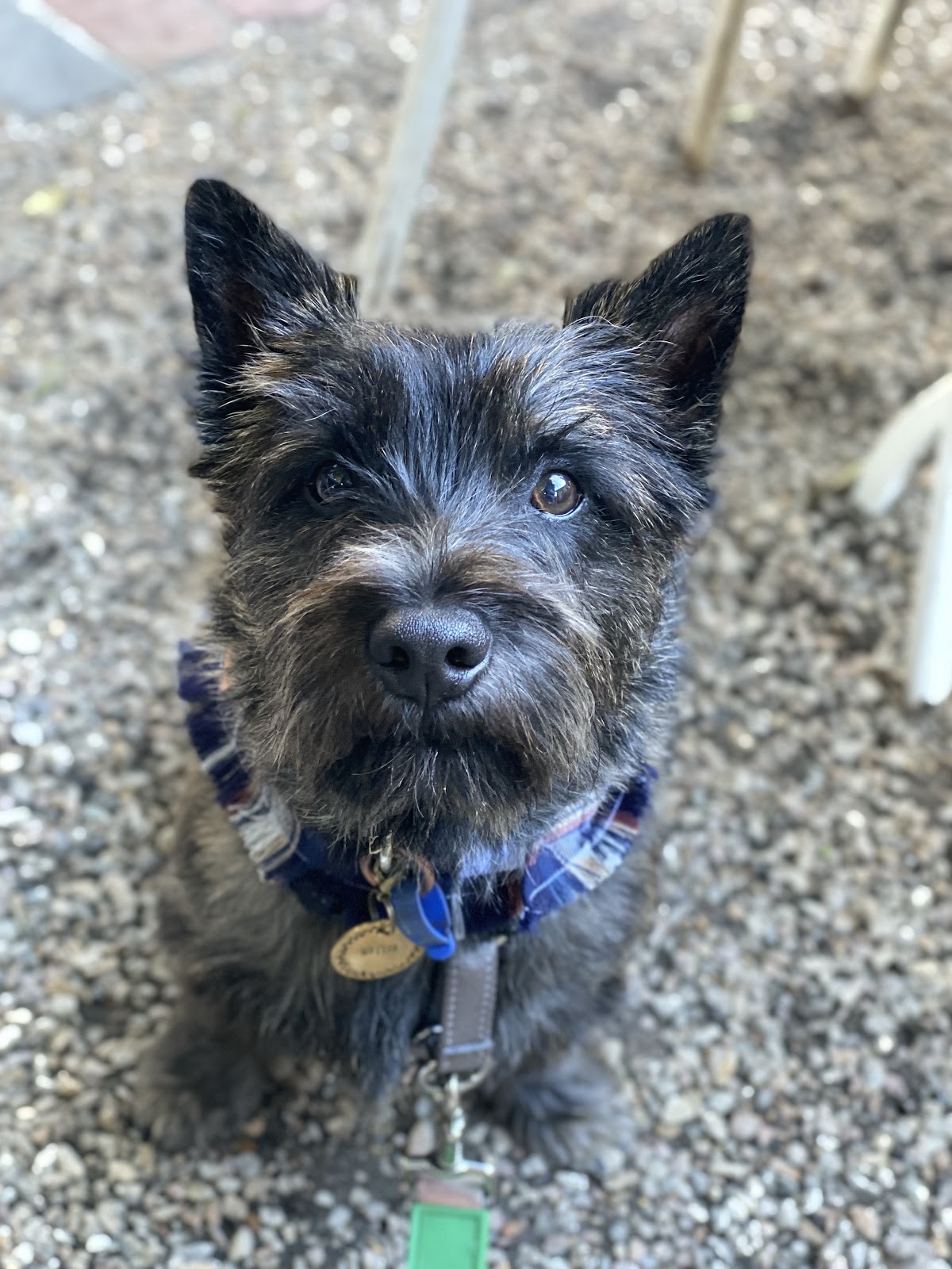 Black schnauzer with a blue plaid collar looking directly at the camera.
