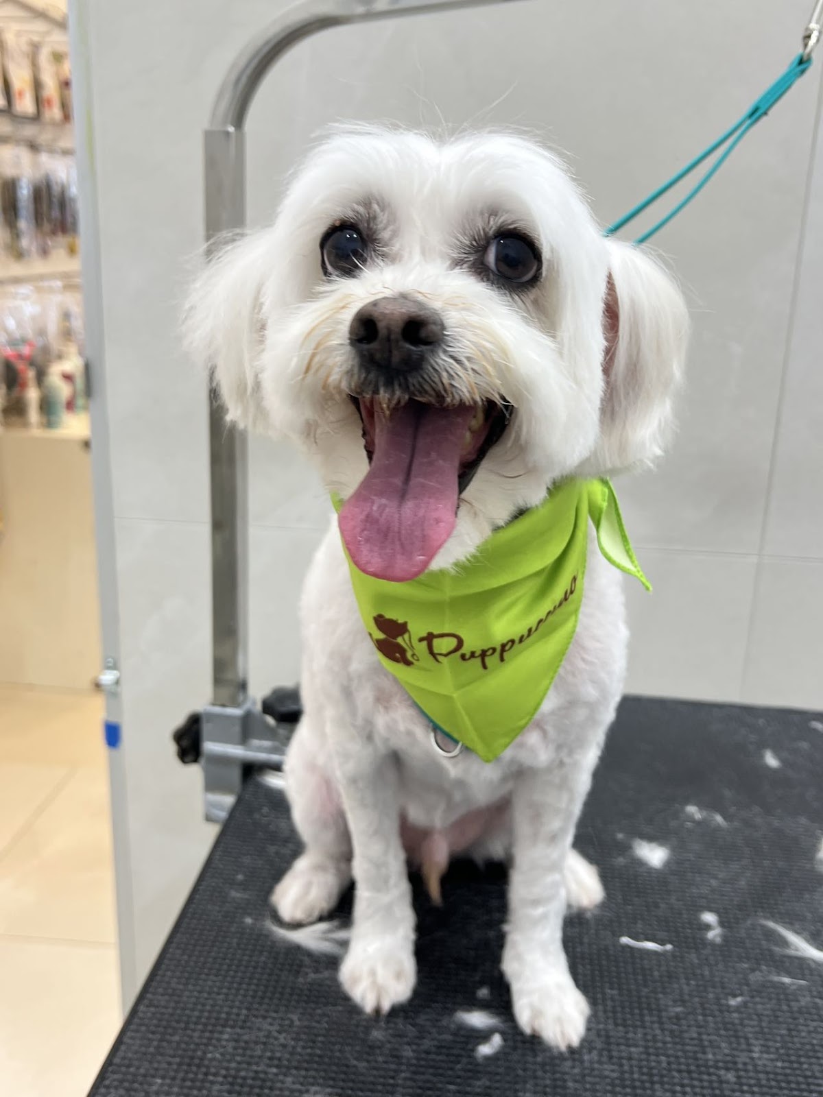 Happy Maltese dog with a green bandana at grooming salon. Clean and fluffy!