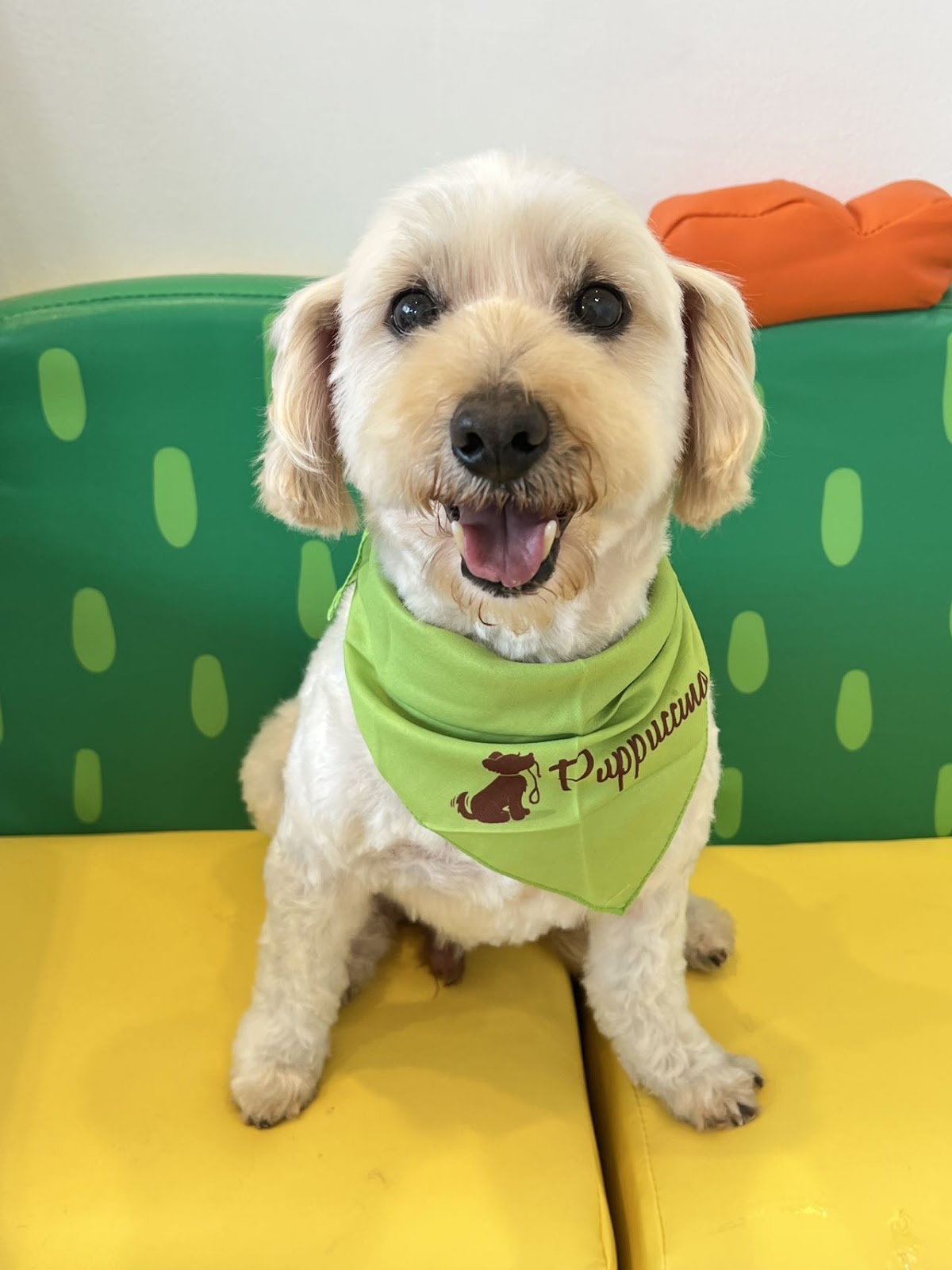 Smiling Cavoodle with green scarf sitting on yellow cushion, likely after grooming.