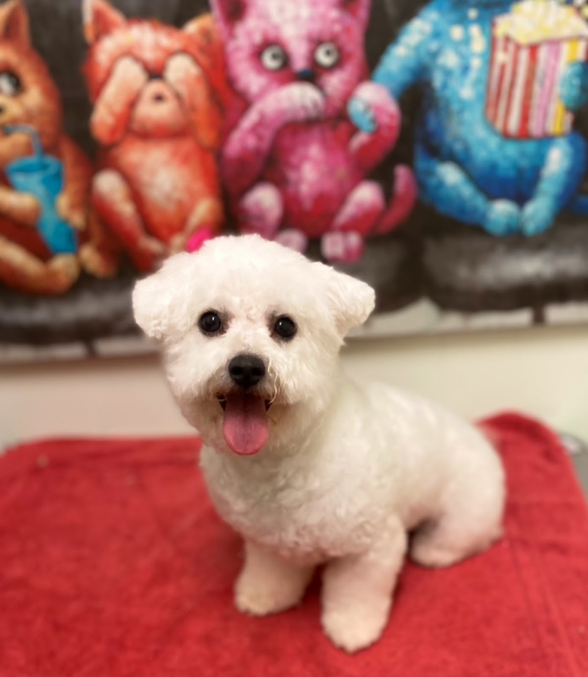 Doggy Hair Doos Dog Grooming