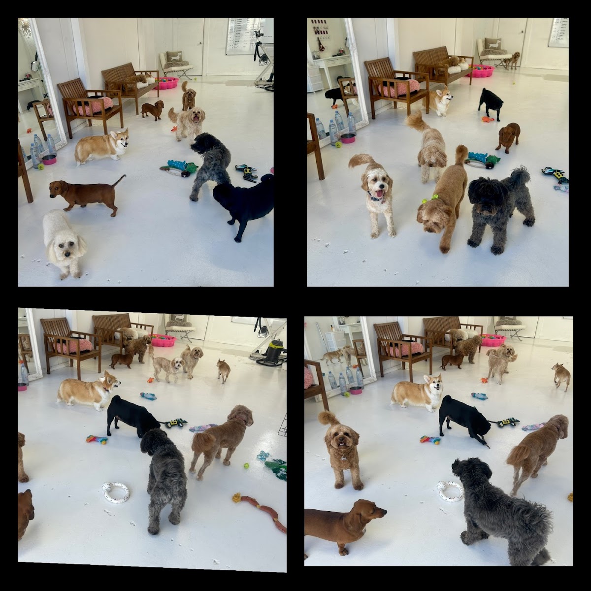 Little Wiggles Dog Grooming & Daycare