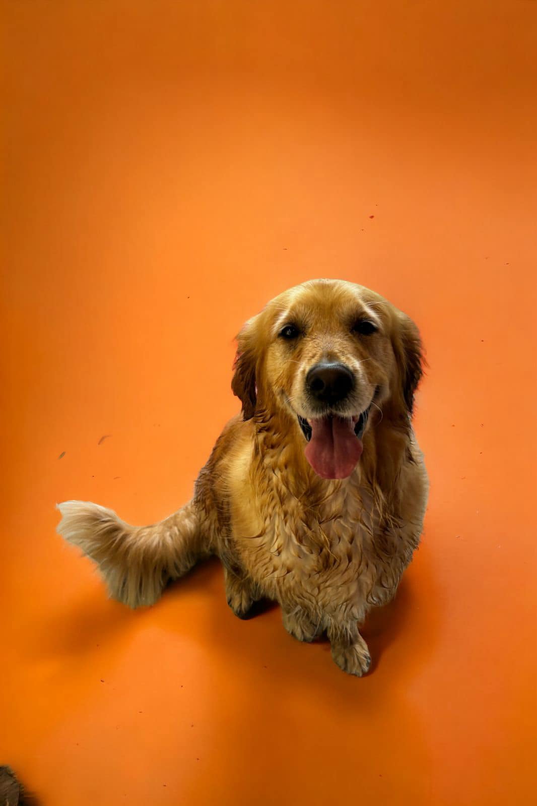 Pupstars Daycare And Grooming Trinity Beach