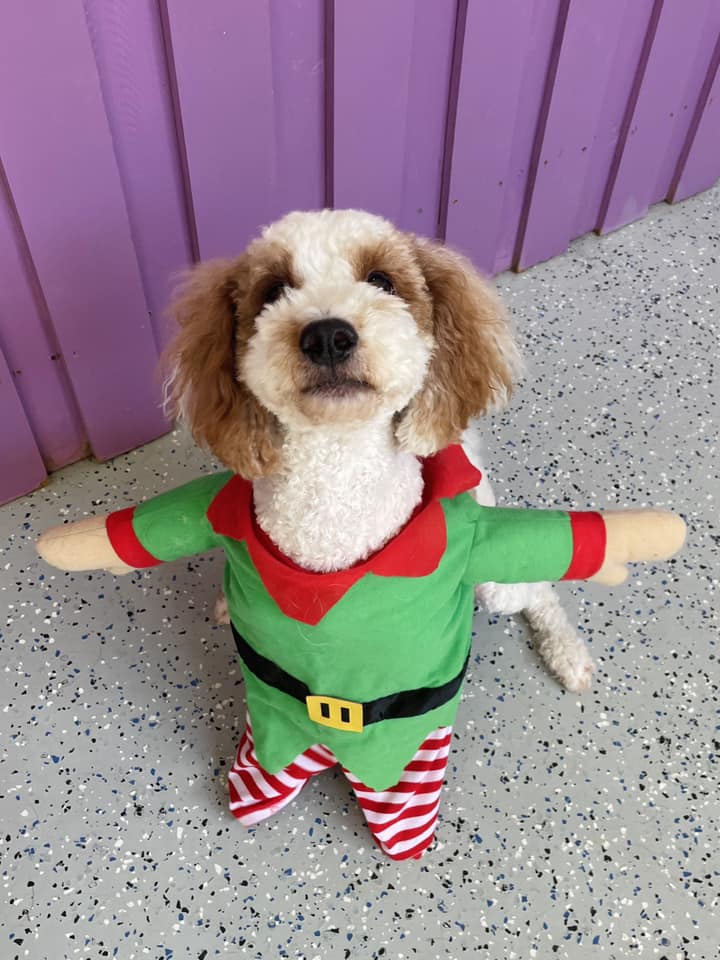 Pupstars Daycare And Grooming Trinity Beach pet grooming salon - Photo 5