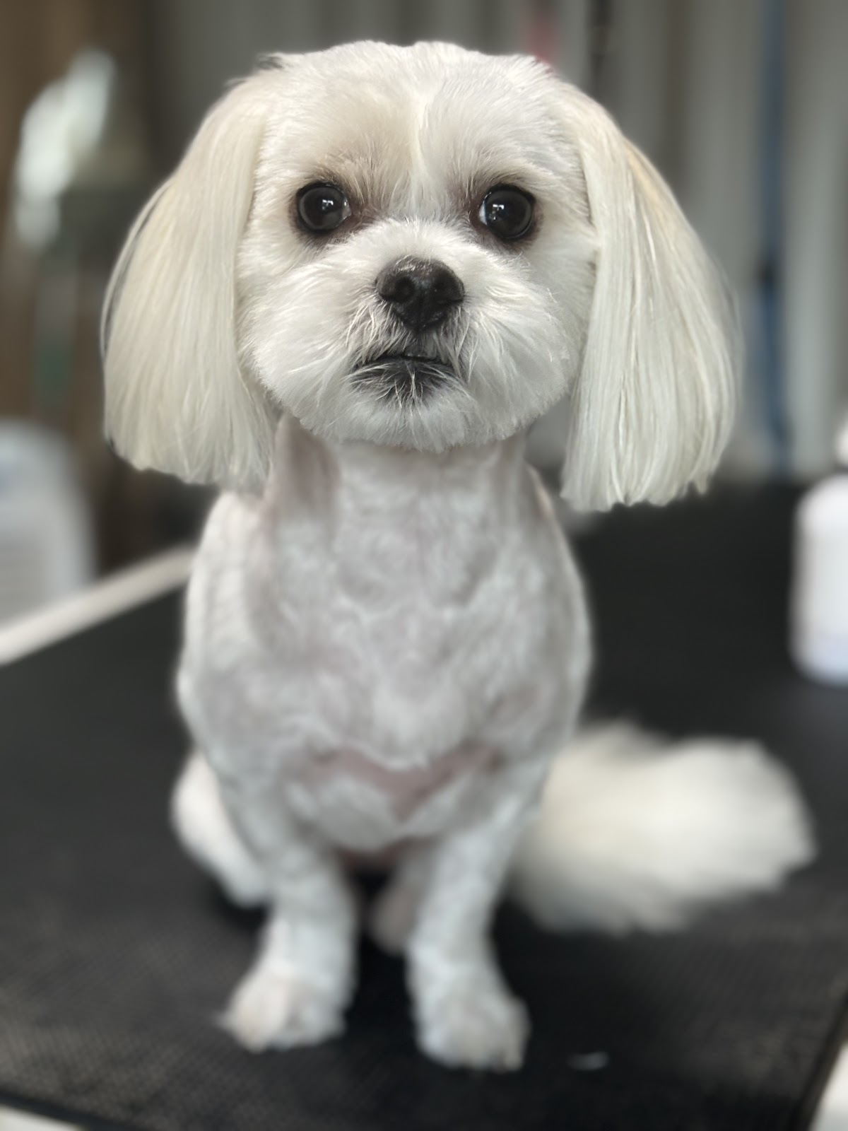 Shih Tzu with a full groom, sitting on grooming table. Clean and fluffy appearance.