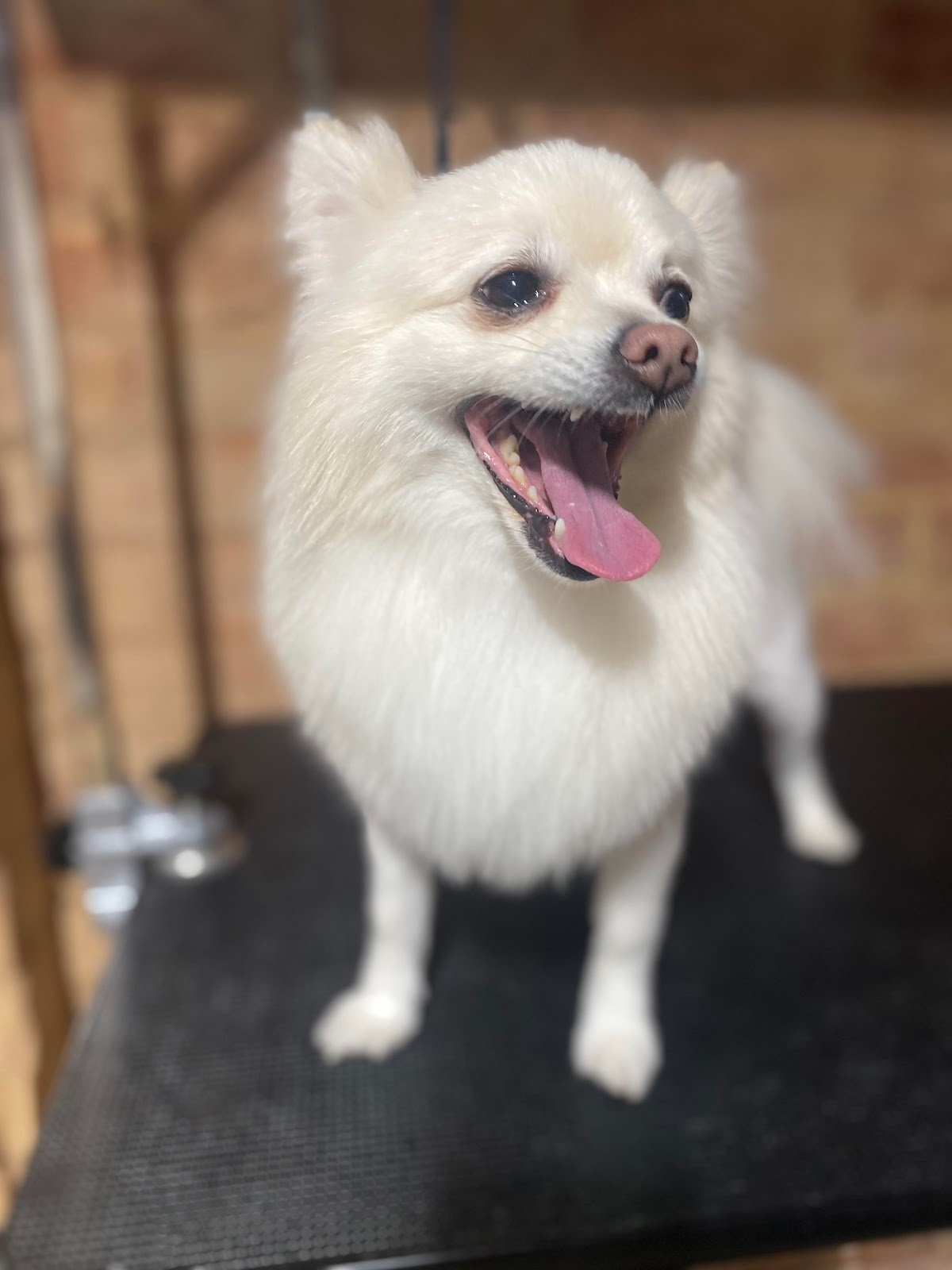 Off the Leash Pet Grooming Adelaide