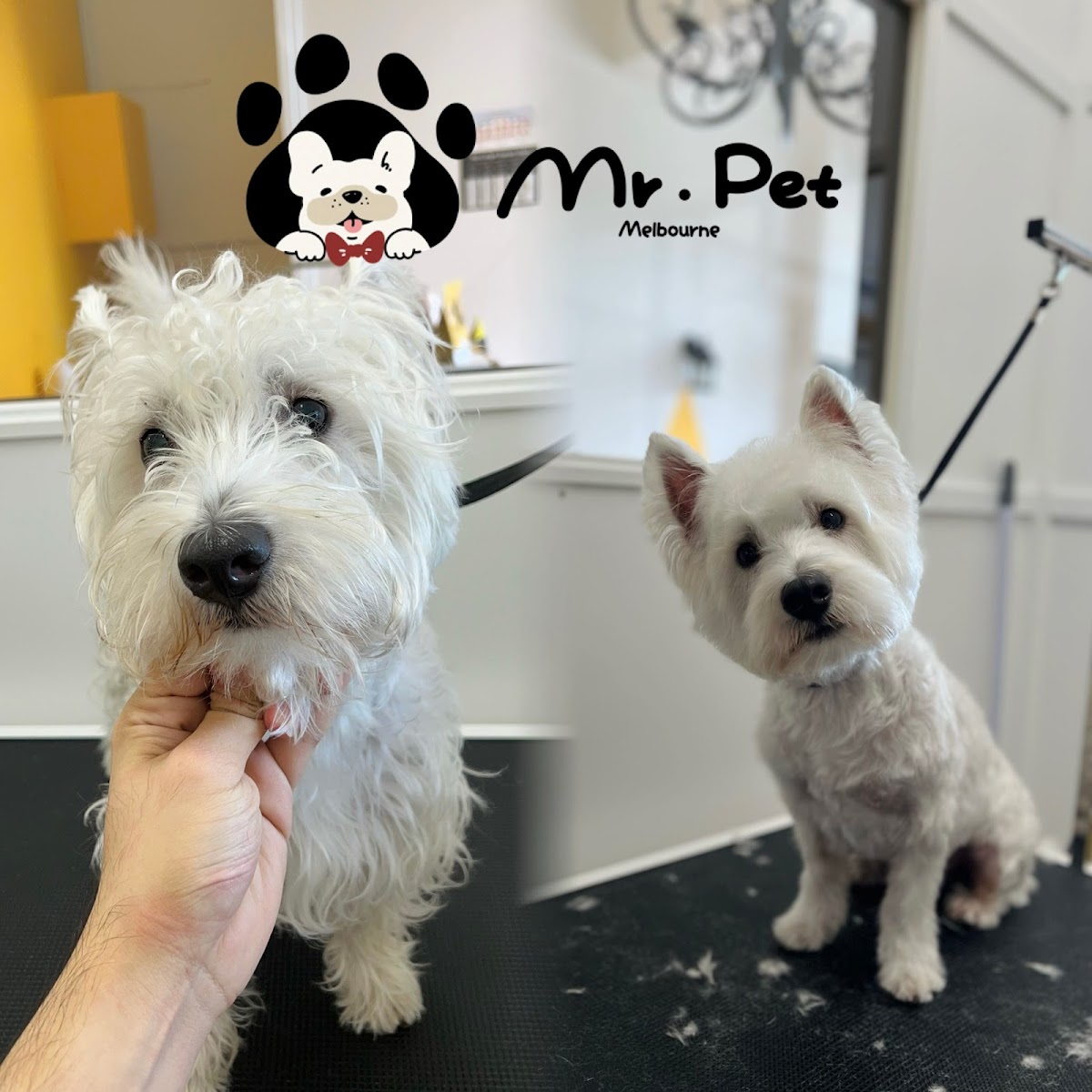 Westie getting nail trim at Mr. Pet grooming salon in Melbourne.