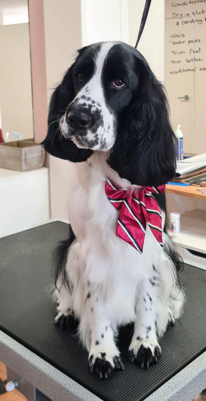 Cocker Spaniel on grooming table, likely getting nails trimmed at a salon.