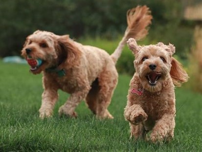 Curly Tails Pet Grooming