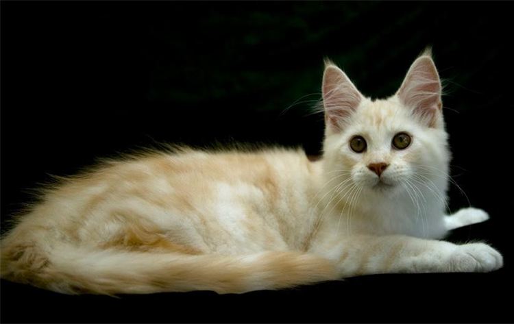 Ava & Archer Cat Grooming & Boarding Cattery