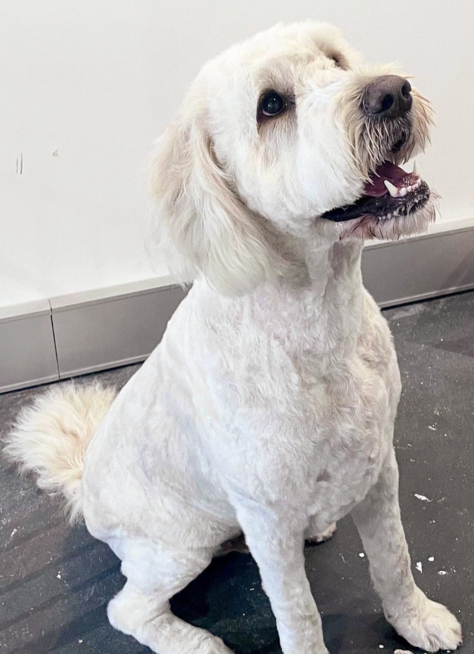 Cream cavoodle with teddy bear cut, sitting in a grooming salon.