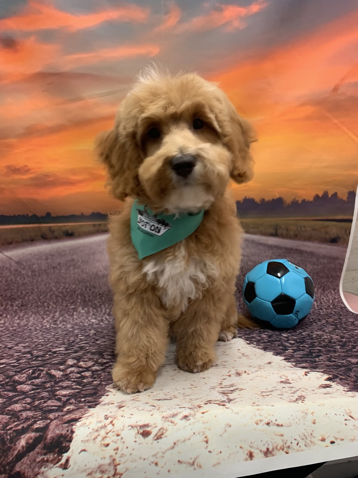 Golden groodle with teddy bear cut posing in front of a backdrop.