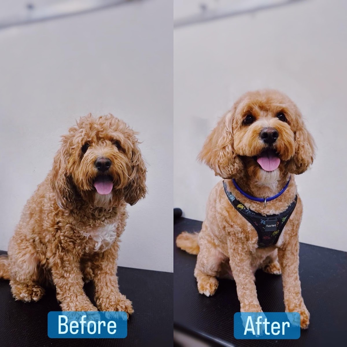Groodle dog before and after grooming session. Showing difference in coat condition.