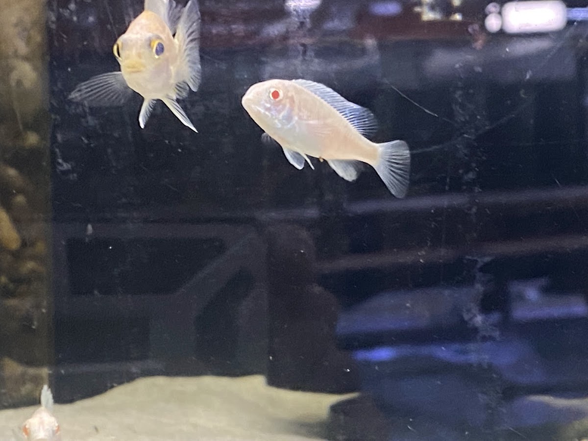 Two fish in an aquarium tank.