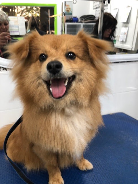 Barking Lot Dog Wash - Bellarine Mobile Dog Grooming Services