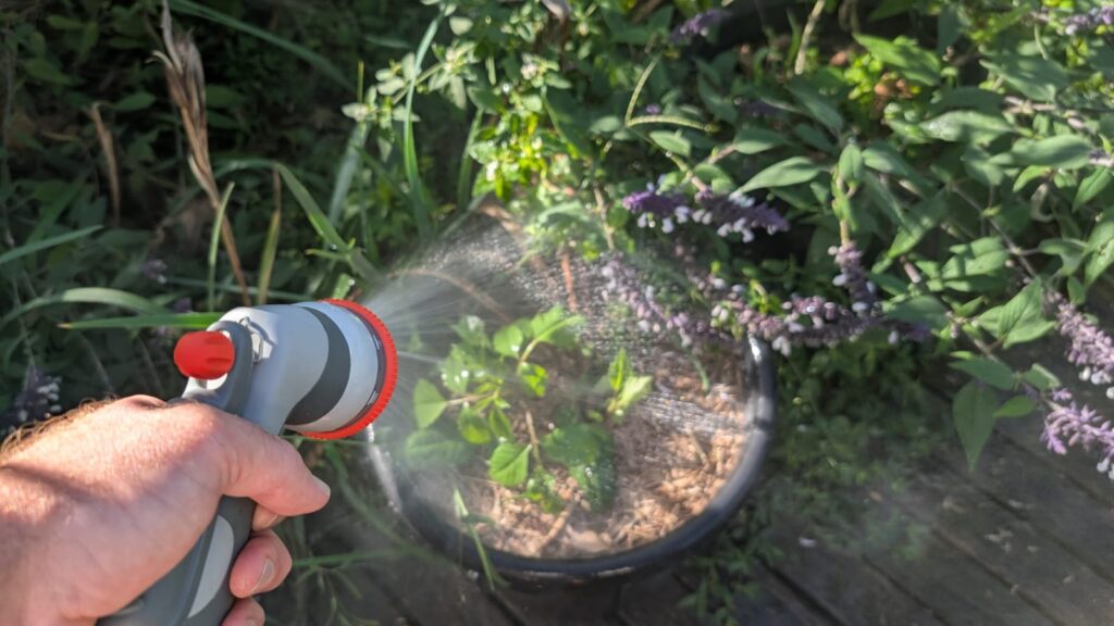 Watering potted plants with garden hose nozzle.